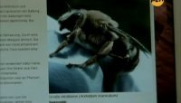 Напад бджіл-вбивць / Бджоли-вбивці (2008)